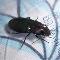 Neoaulacoryssus speciosus