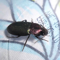 Neoaulacoryssus speciosus