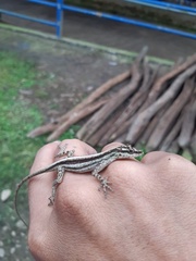 Anolis peraccae