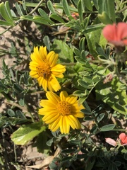 Amblyolepis setigera