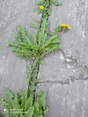 Taraxacum officinale