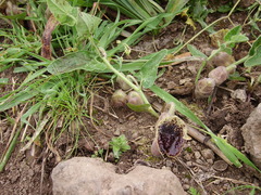 Aristolochia hirta