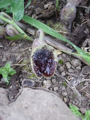 Aristolochia hirta