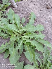Taraxacum officinale