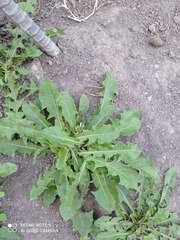 Taraxacum officinale