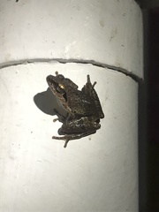 Pseudophilautus wynaadensis