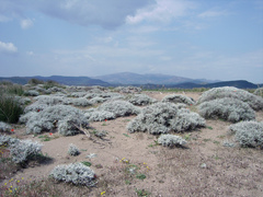Centaurea spinosa