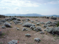 Centaurea spinosa