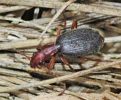Brachinus bellicosus