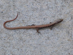 Elgaria multicarinata webbii