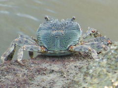 Grapsus albolineatus