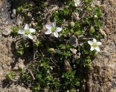Arenaria biflora