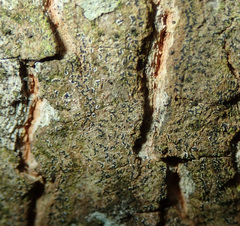 Pseudoschismatomma rufescens