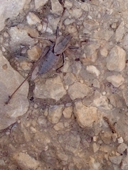 Thyreonotus corsicus