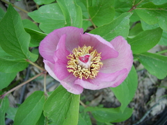 Paeonia mascula