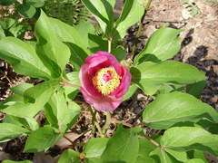 Paeonia mascula