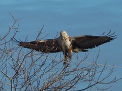 Buteo rufinus