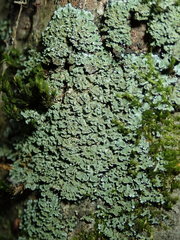 Physconia perisidiosa