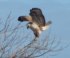 Buteo rufinus