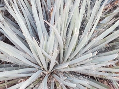 Yucca