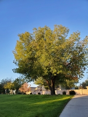 Fraxinus uhdei