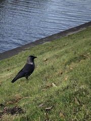 Corvus monedula