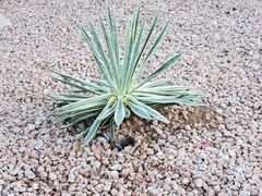 Agave vivipara