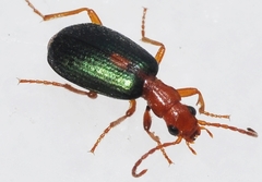 Brachinus sclopeta