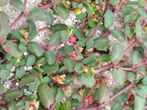 Image of Euphorbia cordifolia by (c) Scott Ward, some rights reserved (CC BY)