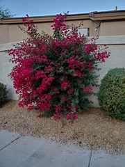 Bougainvillea