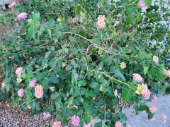 Lantana