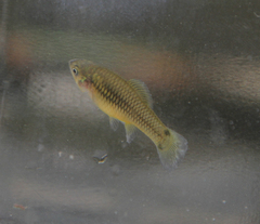 Xiphophorus variatus