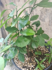 Citrus × aurantiifolia