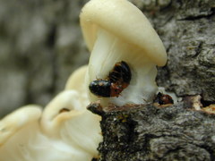 Triplax dissimulator