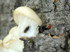 Triplax dissimulator