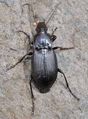 Calathus baeticus baeticus