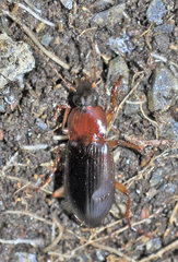 Calathus cinctus