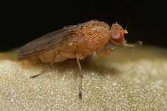 Suillia quinquepunctata