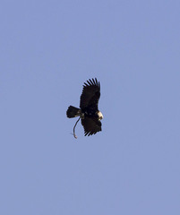 Aquila adalberti