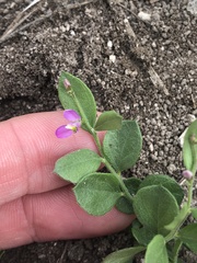 Rhinotropis nitida goliadensis