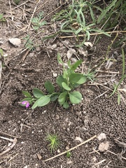 Rhinotropis nitida goliadensis