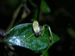 Lamprohiza splendidula