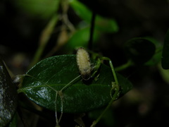 Lamprohiza splendidula