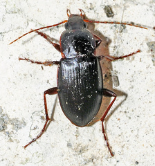 Calathus granatensis