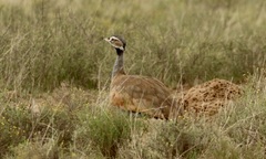 Eupodotis caerulescens