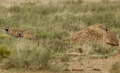 Eupodotis caerulescens