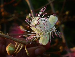 Capparis zeylanica