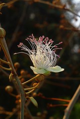 Capparis zeylanica