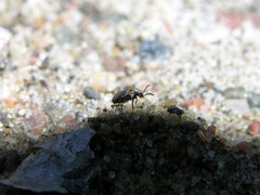 Leiodidae
