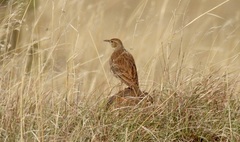 Certhilauda semitorquata